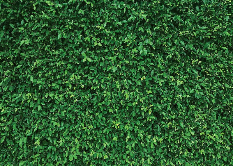 OUYIDA 7X5FT Green Leaves Nature Birthday Party CP Pictorial Cloth Photography Background Computer-Printed Vinyl Backdrop PCK39 - Image 1